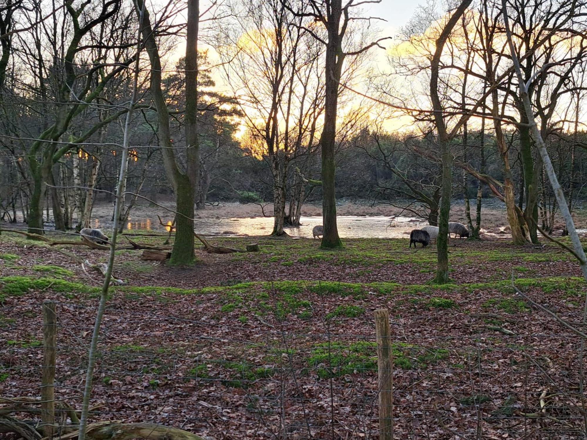 Natuurhuisje Meppen Exterior foto
